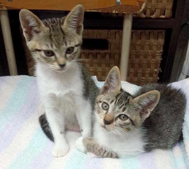 子猫